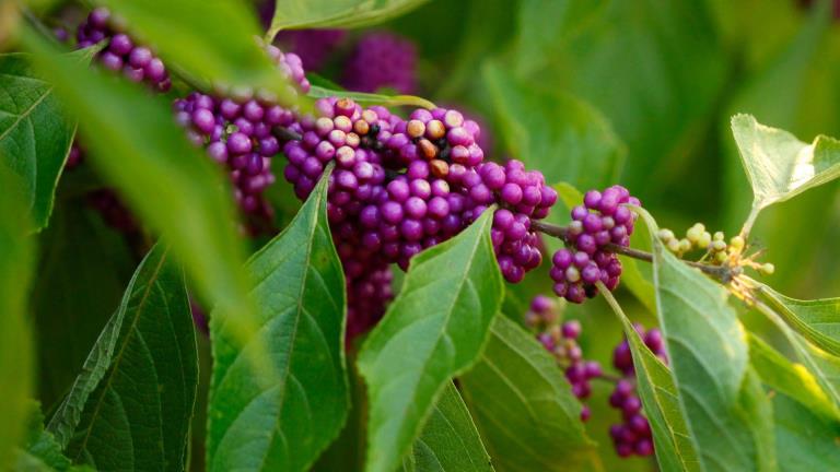 Cosme-Phytami Beautyberry