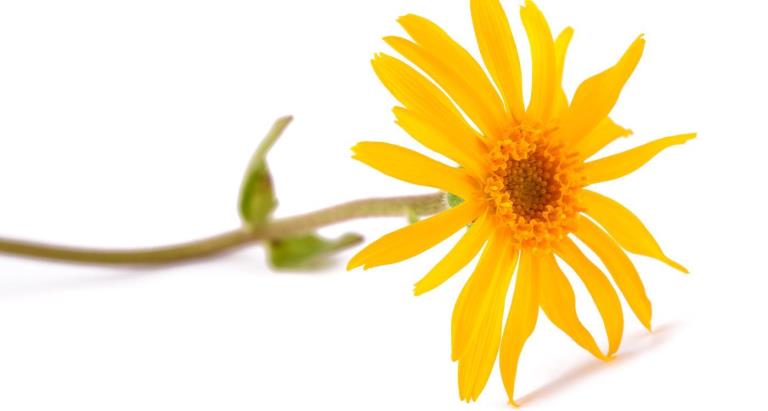 Phytoliquid Arnica EC