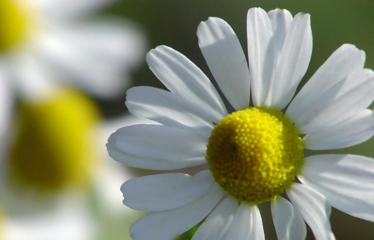 Camomile Flower Extract EC