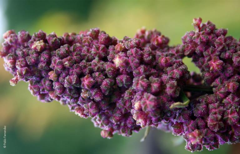 Crodarom Black Quinoa