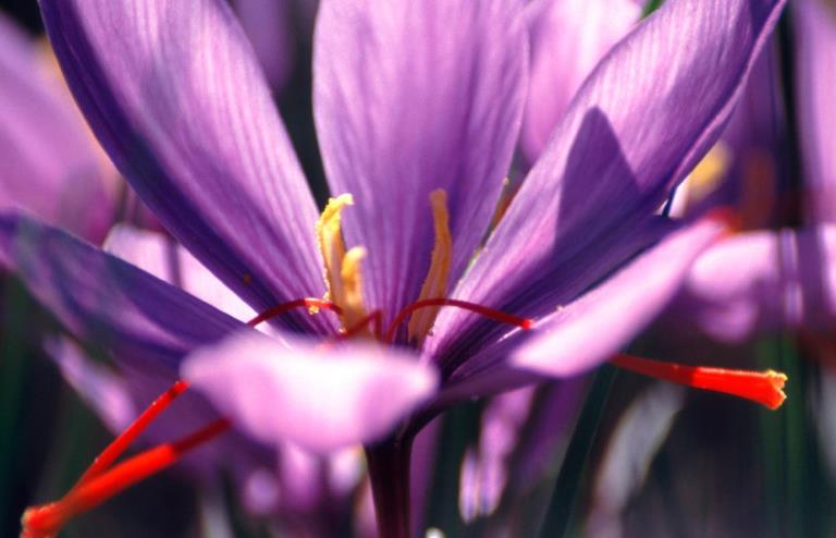 Crodarom French Saffron