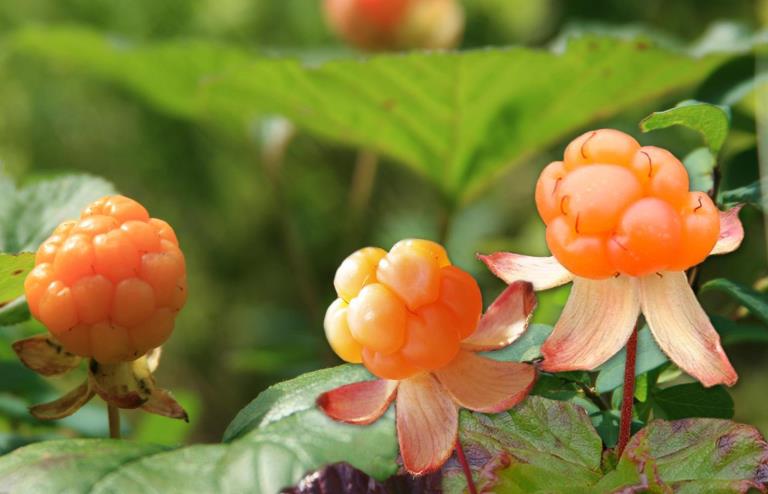 Fruitliquid Cloudberry