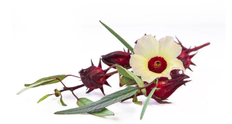 Phytofleur Hibiscus NP