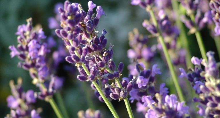 French Lavender Extract