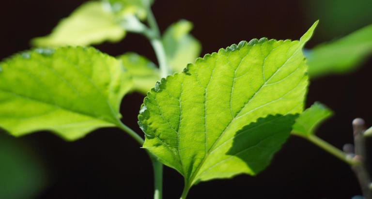 Phytexcell Mulberry