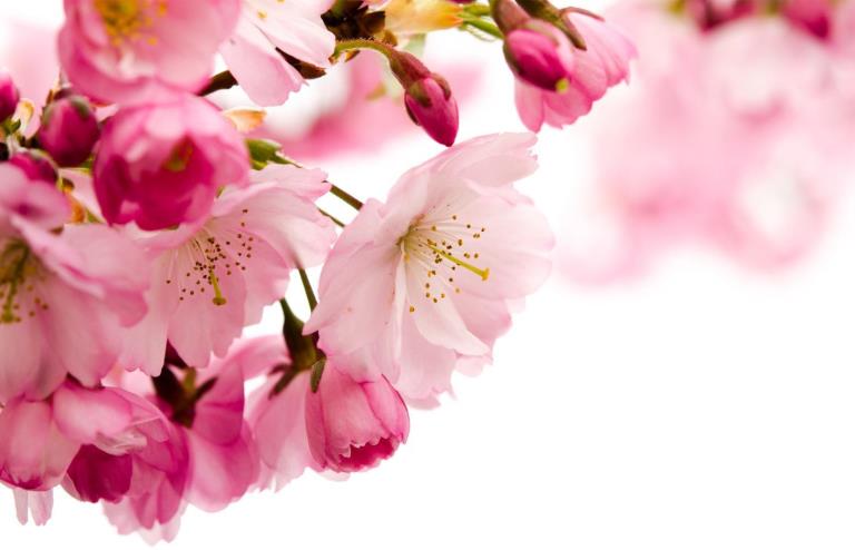 Phytofleur Japanese Cherry PB