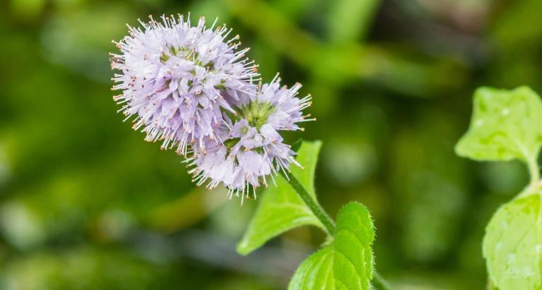 Crodarom Water Mint SB