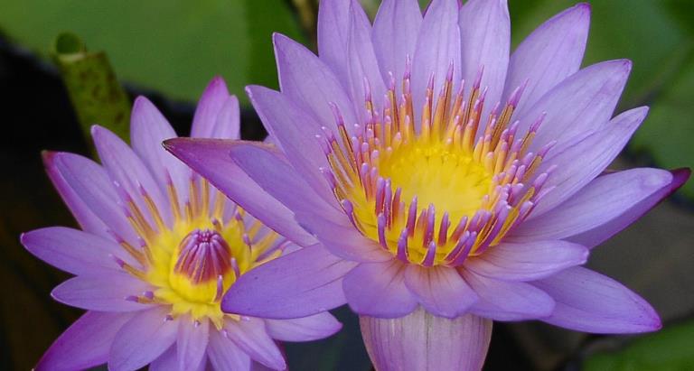 Crodarom Blue Lotus GL