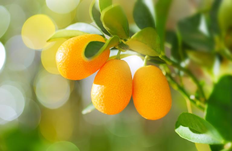 Fruitliquid Kumquat