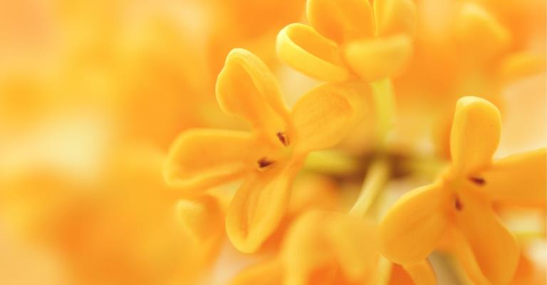 Phytessence Osmanthus