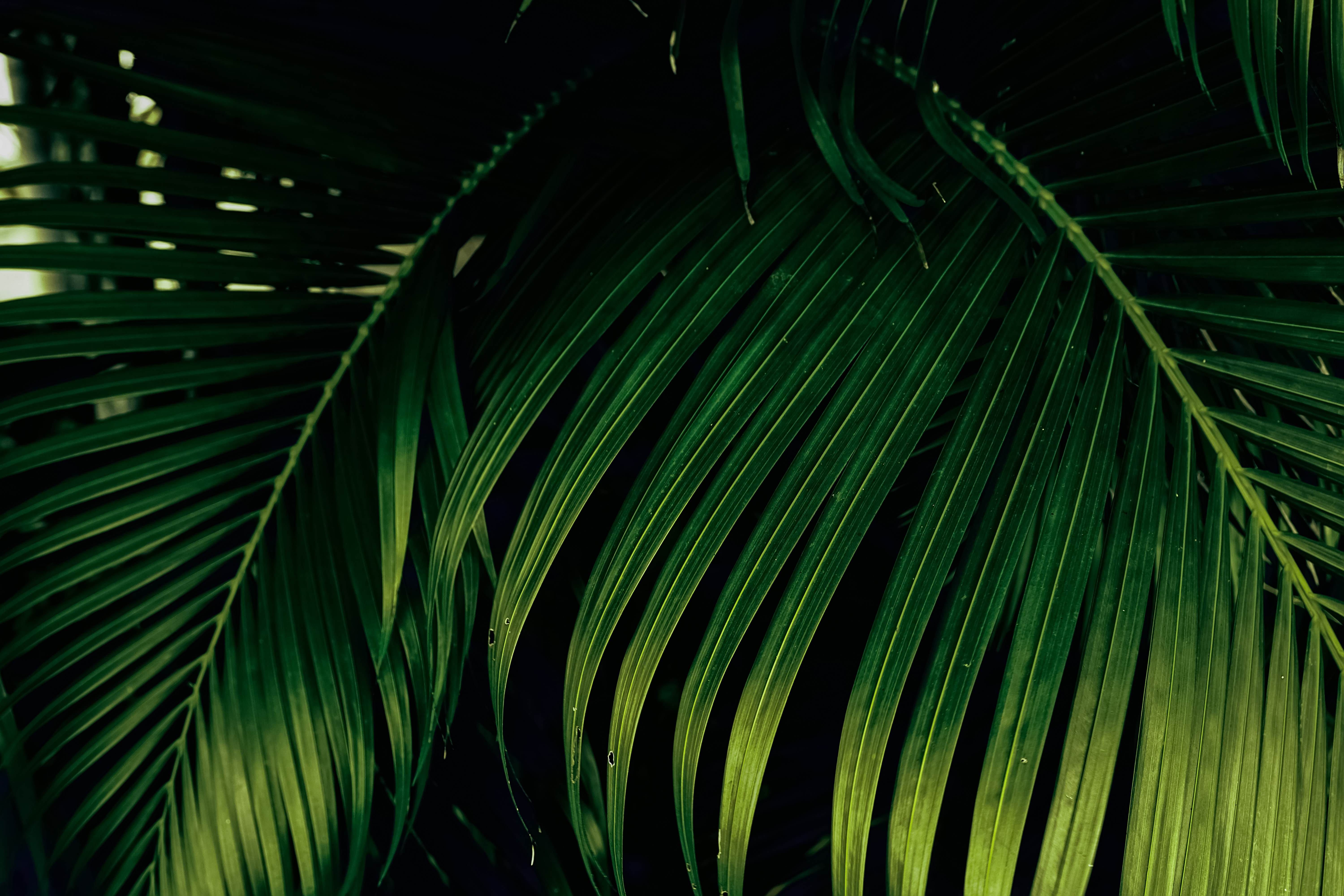 view of vibrant green plam leaf