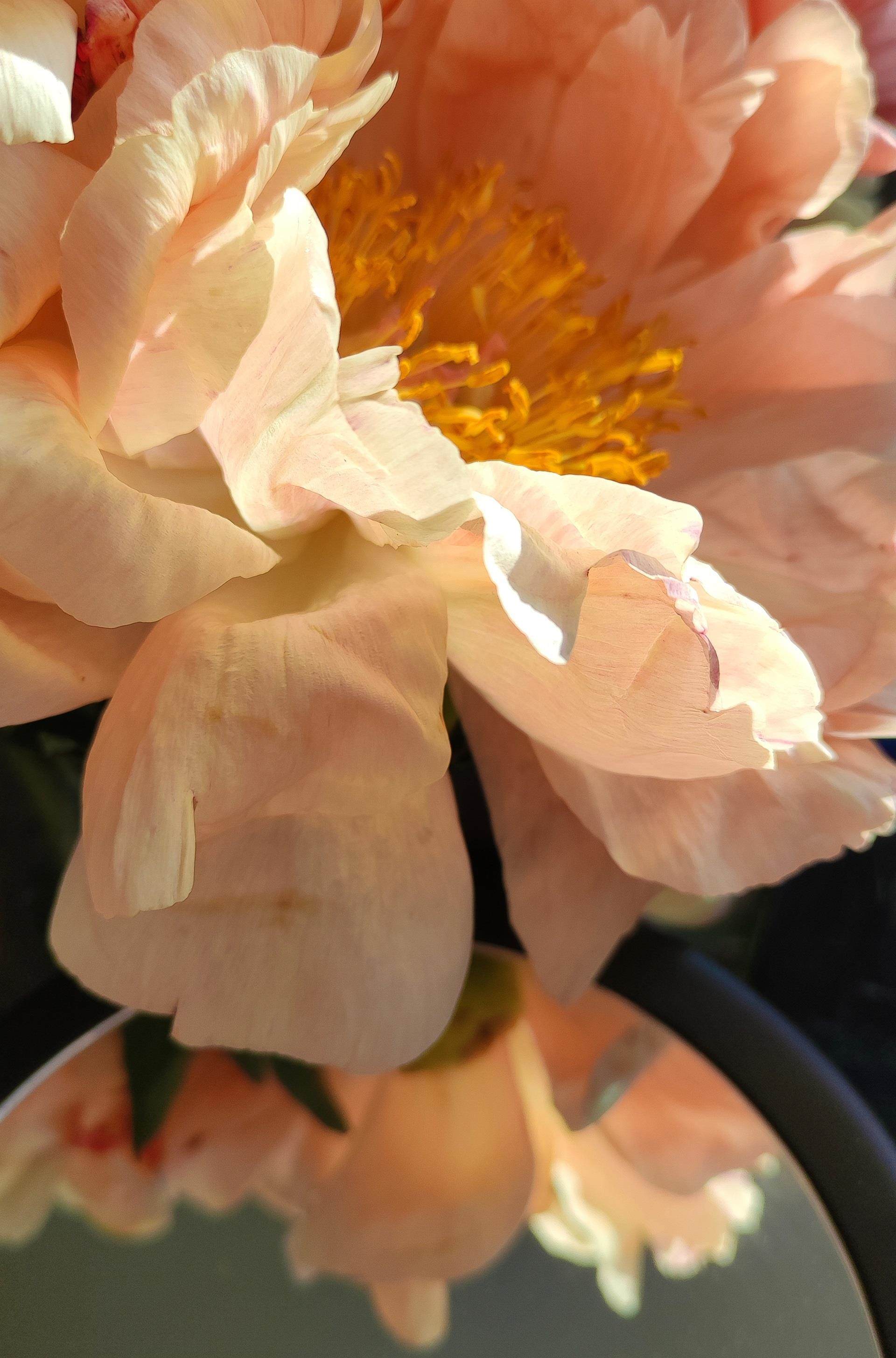 peach coloured rose petals