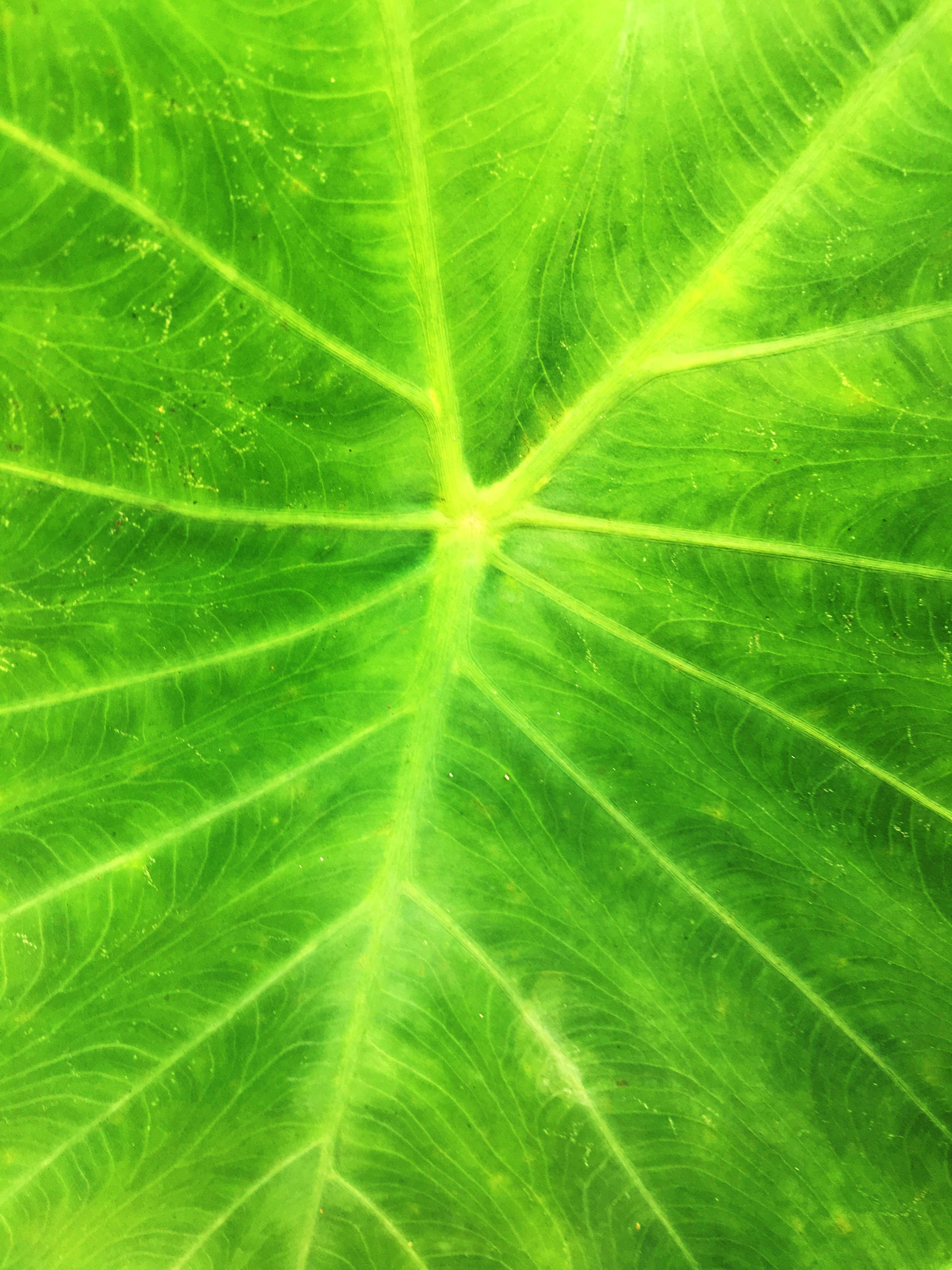 Greener leaf textured plant