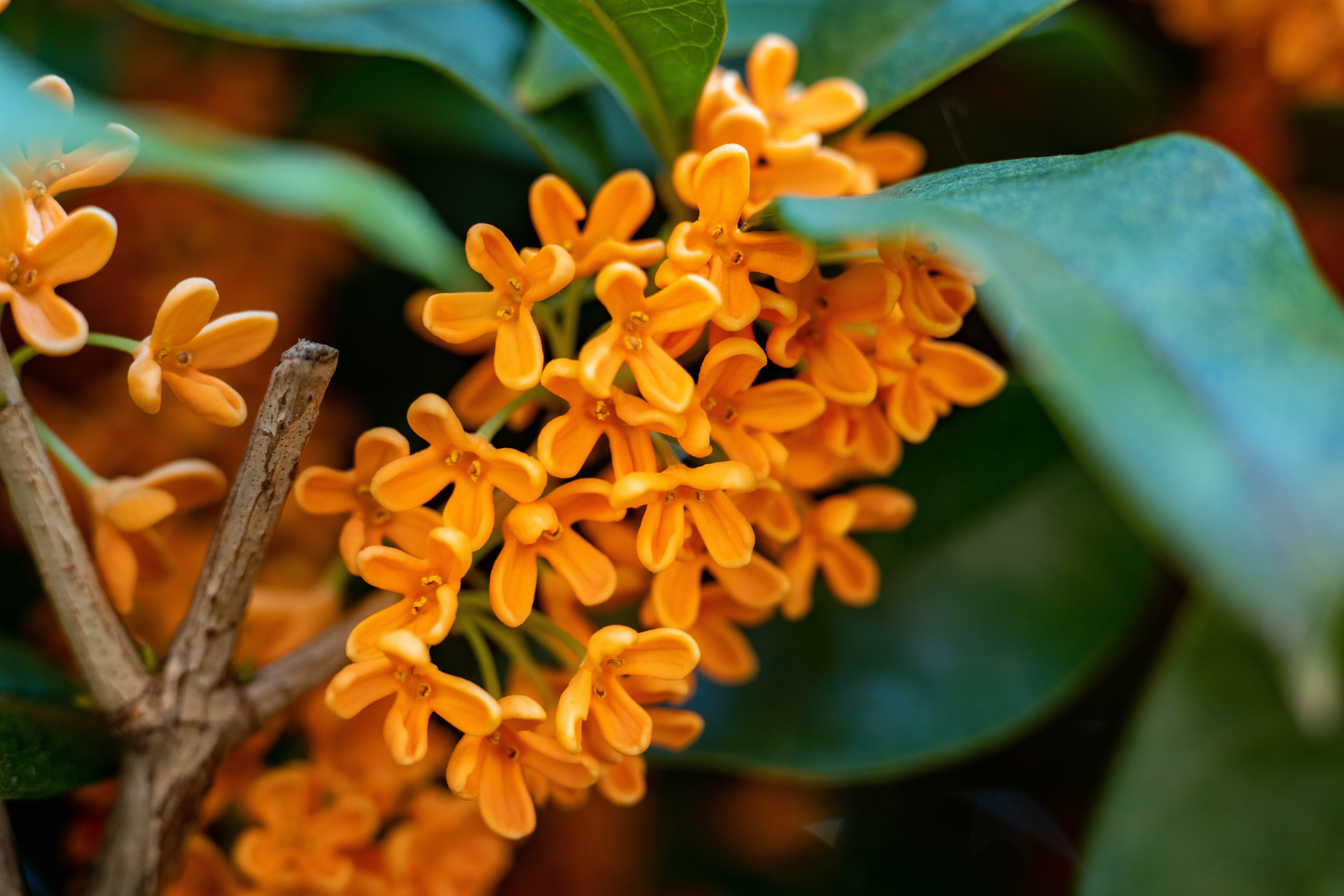 a symphony of fragrance osmanthus blossoms