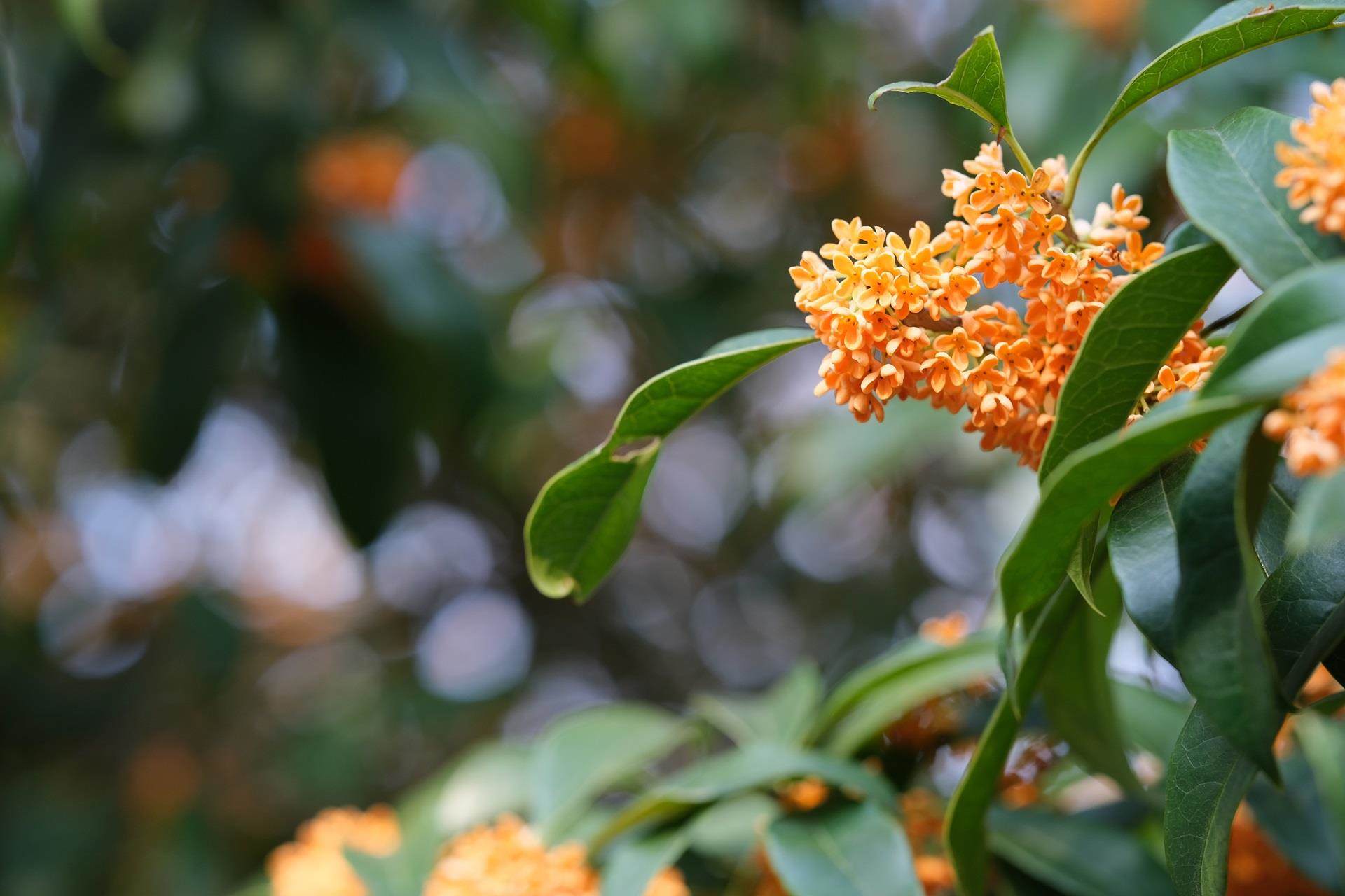 a symphony of fragrance osmanthus blossoms