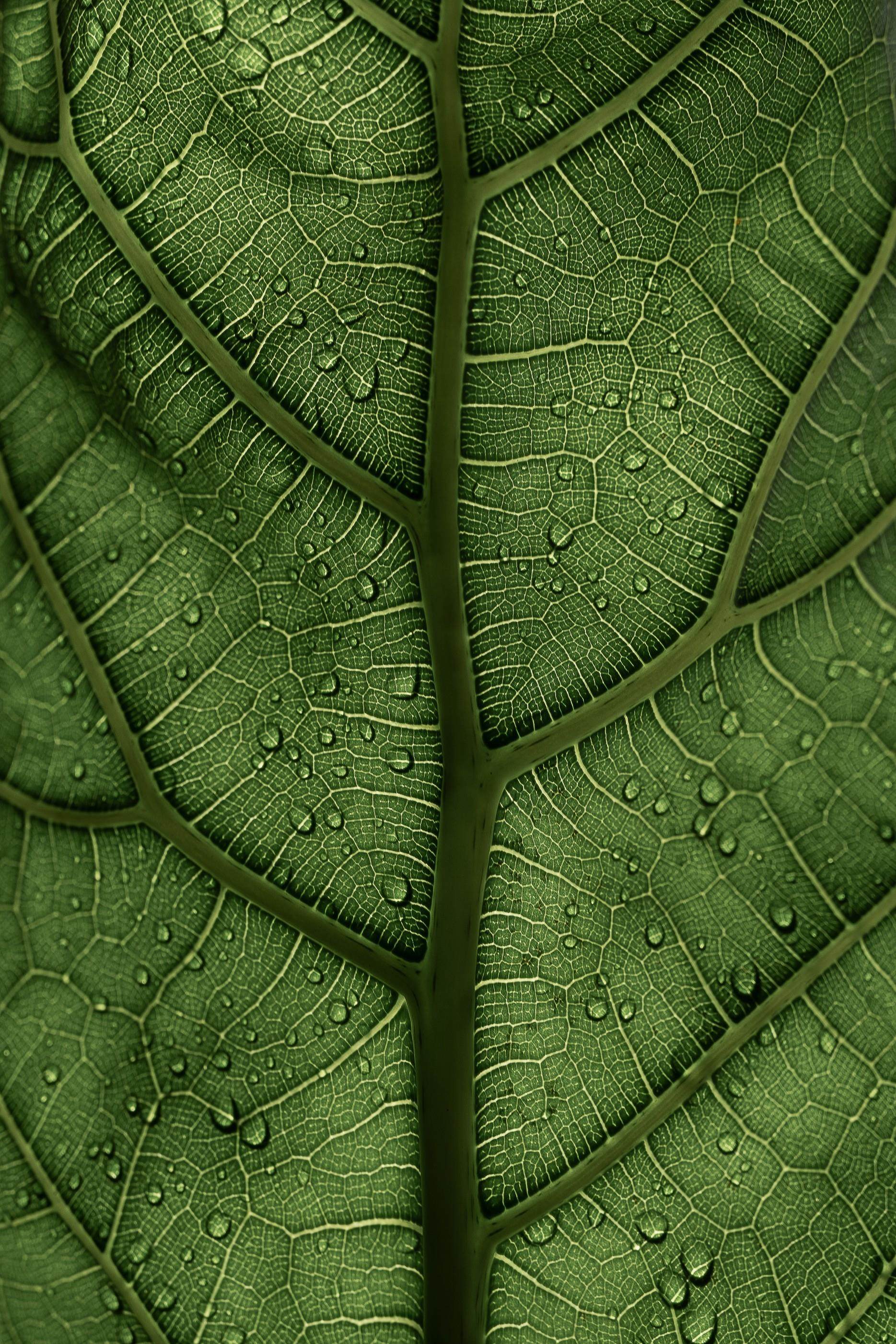 close up shot of leaf cuticles