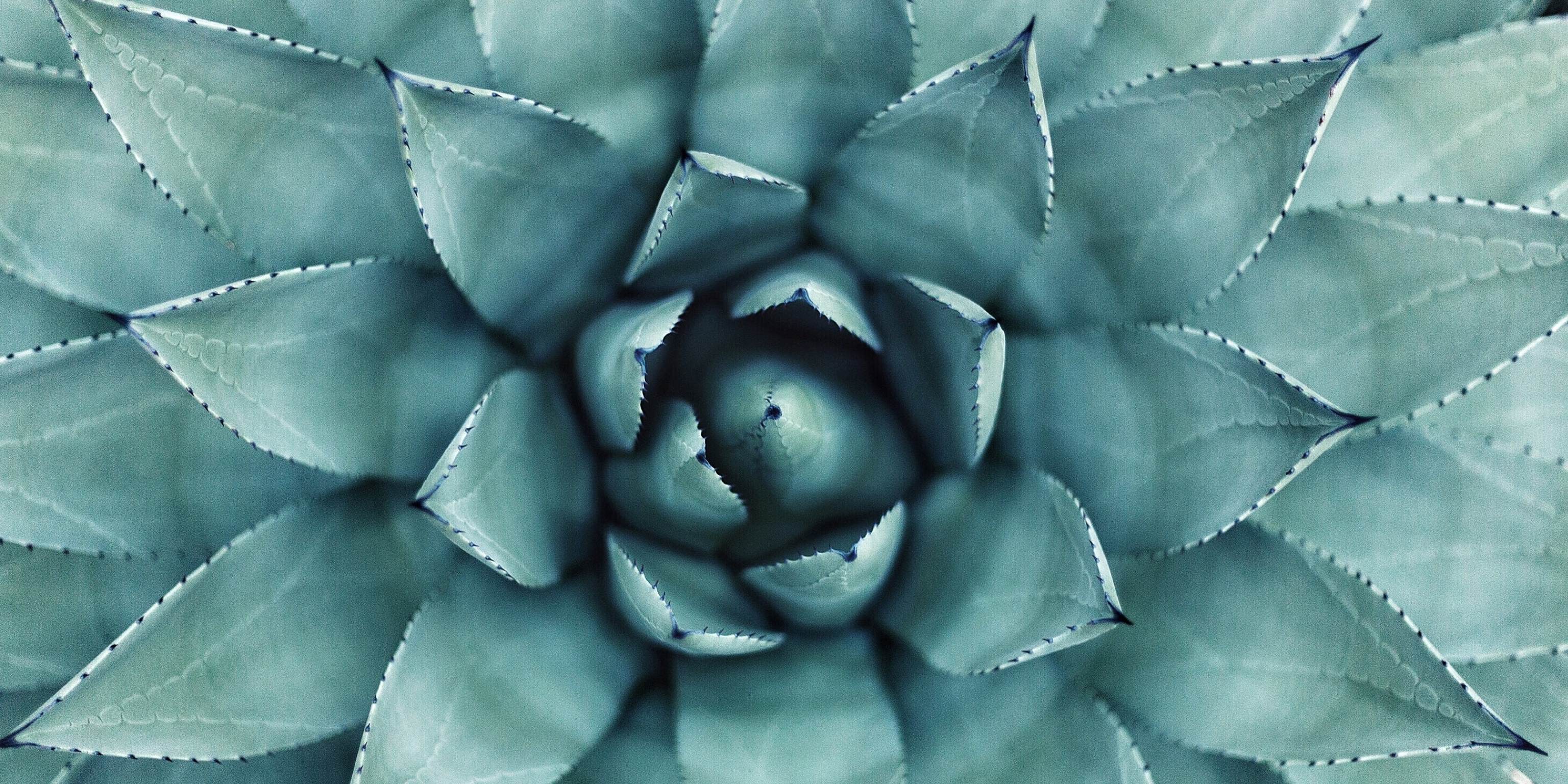 blue agave plant 