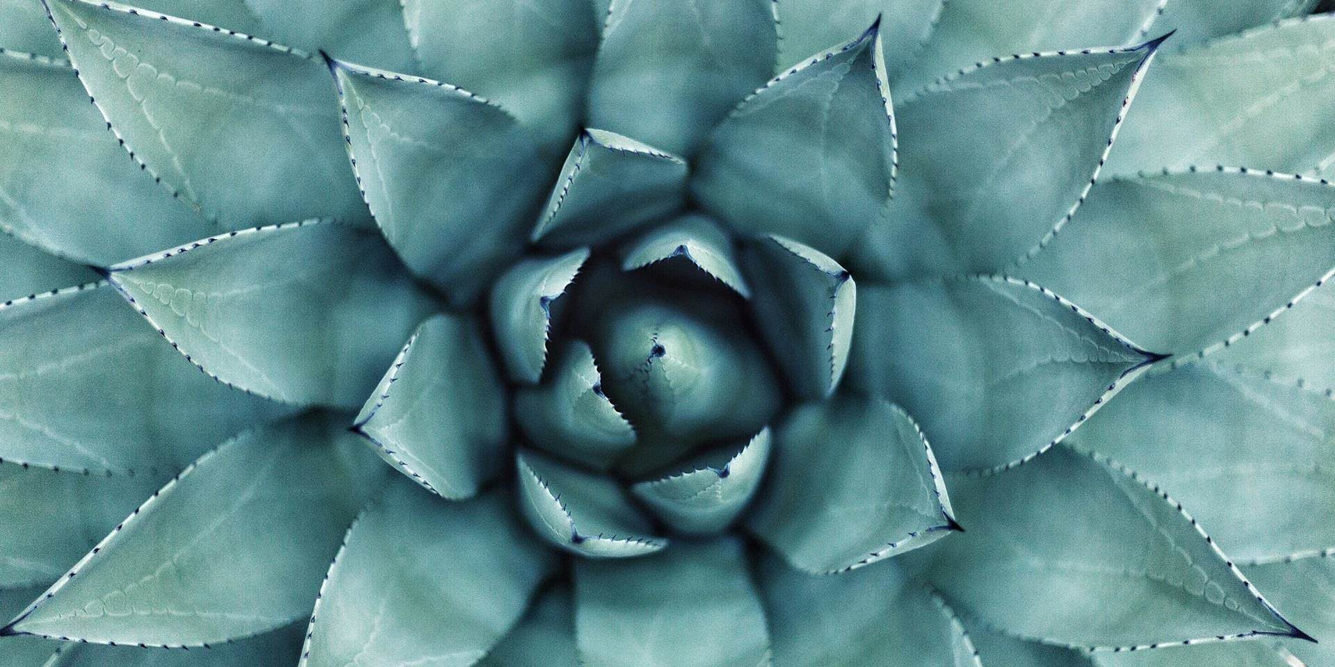 blue agave plant