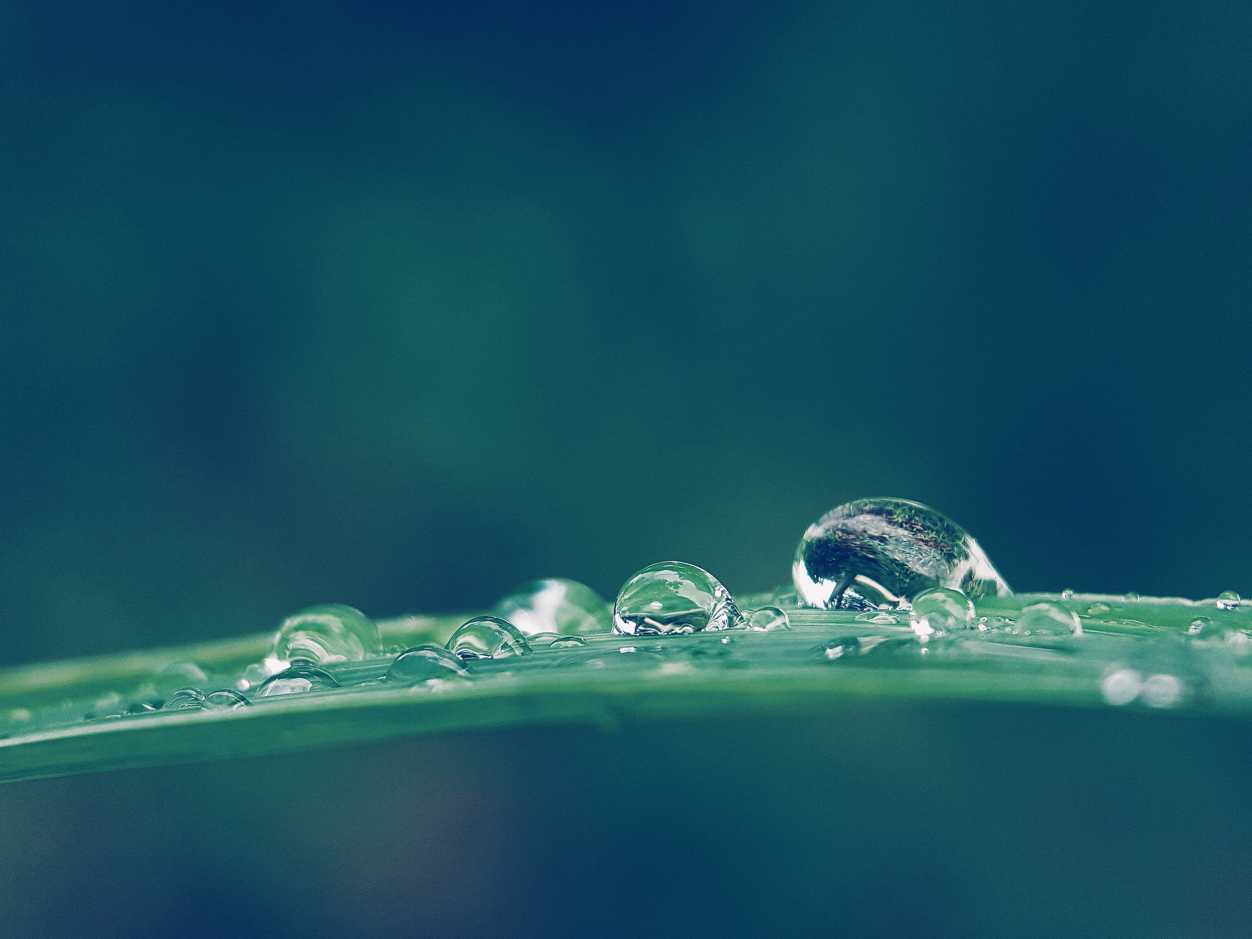 Green leaf with water droplets