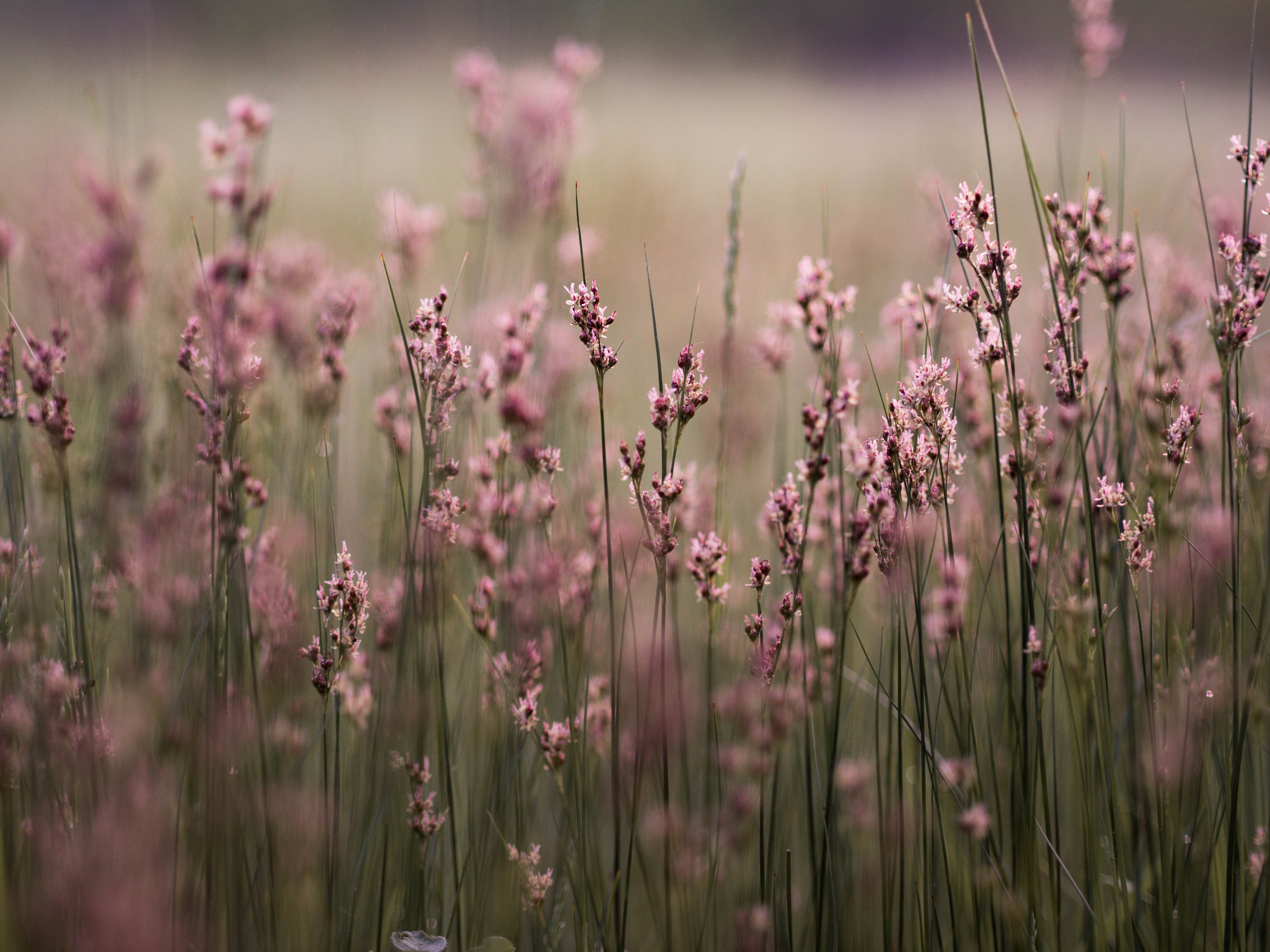 field of wild pink flowers