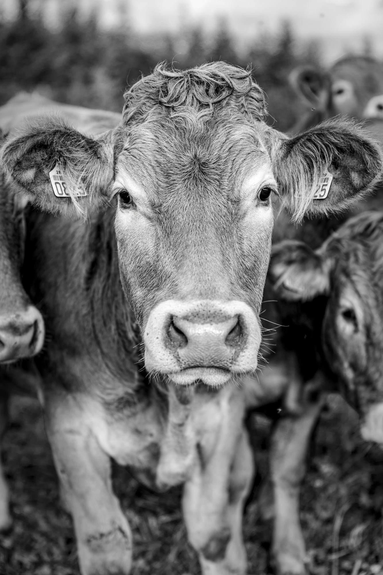 Mad cow