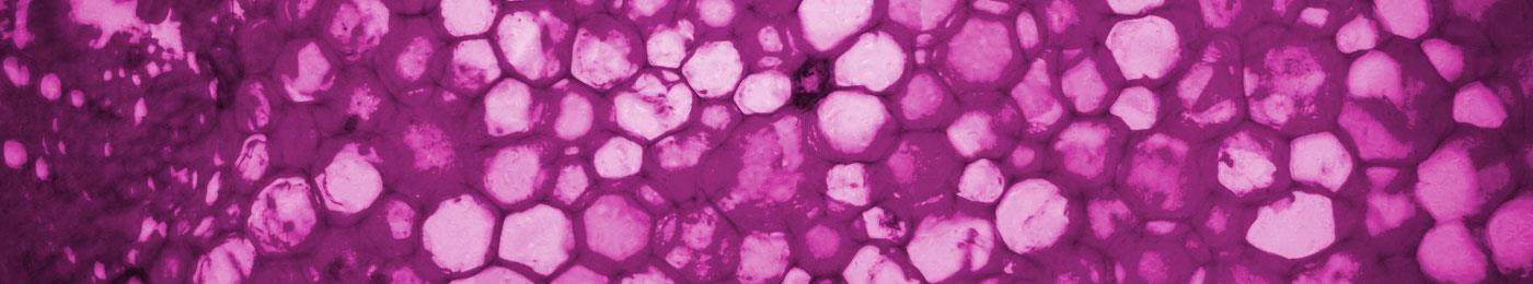 biomimetic close up on cells landscape actives