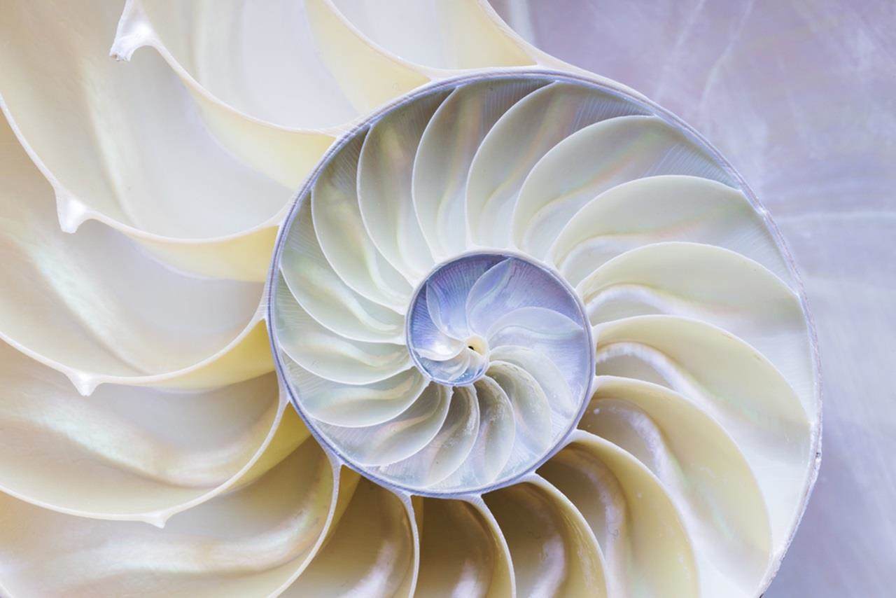 biomimetic inside of nautilus shell
