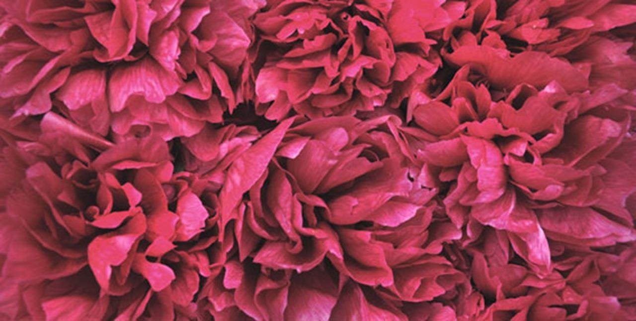 conscious beauty deep red flower petals