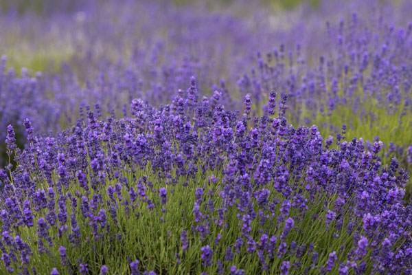 conscious beauty field of lavender