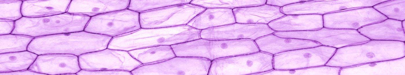 microsopiccloseupononionskincells